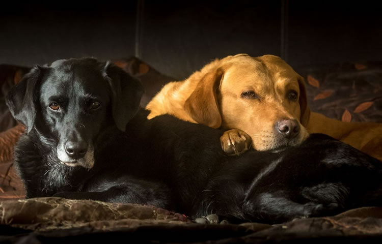 Malvern Happy Paws - Dog Home Boarding