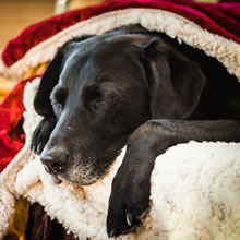 Malvern Happy Paws - Dog Home Boarding