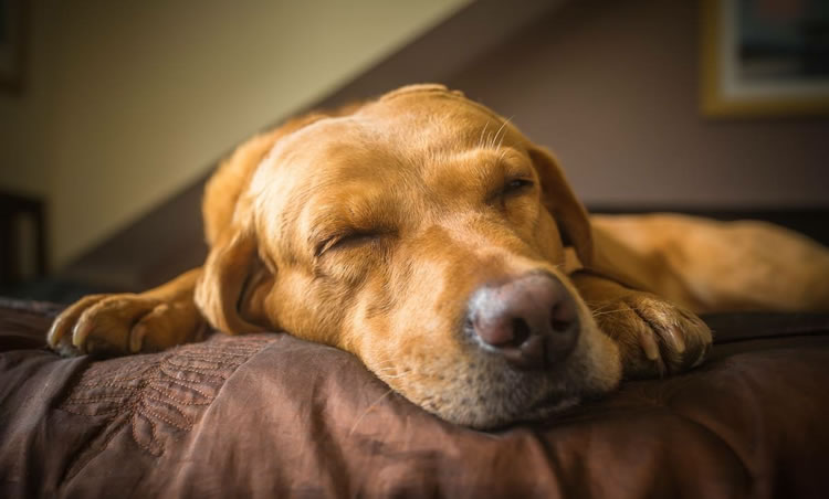 Malvern Happy Paws - Dog Day Care